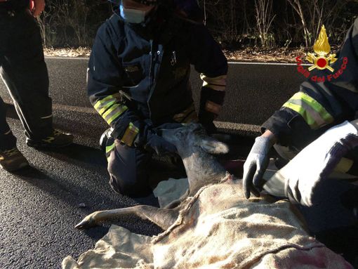 Azzio, auto investe un cerbiatto: soccorsi in azione Azzio, auto investe un cerbiatto: soccorsi in azione