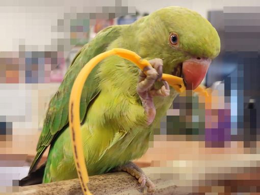 Pappagallo smarrito a Olgiate, l'appello: «Aiutateci a ritrovarlo» Pappagallo smarrito a Olgiate, l'appello: «Aiutateci a ritrovarlo»