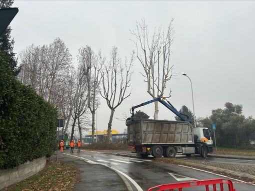 Iniziati i lavori di potatura delle piante in viale Toscana Iniziati i lavori di potatura delle piante in viale Toscana