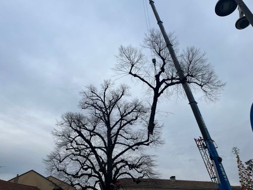 FOTO E VIDEO. Gorla Maggiore, addio al tiglio di piazza Martiri FOTO E VIDEO. Gorla Maggiore, addio al tiglio di piazza Martiri