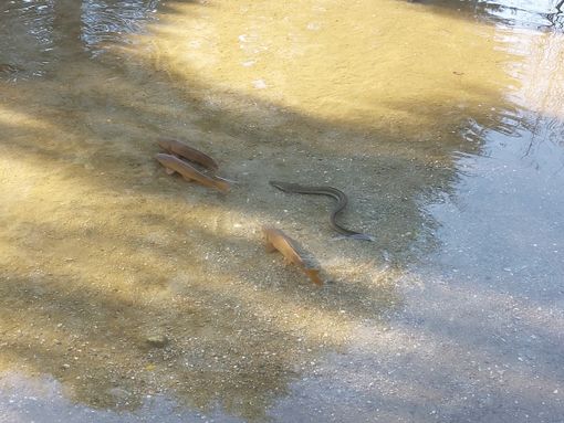 Storia di un'anguilla salvata nel Parco del Ticino e di una buona azione in tempi di crisi idrica Storia di un'anguilla salvata nel Parco del Ticino e di una buona azione in tempi di crisi idrica