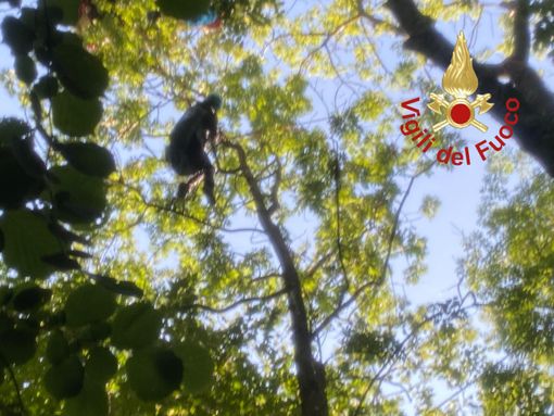 La donna intrappolata a 20 metri d'altezza su un albero (foto vigili del fuoco di Como) La donna intrappolata a 20 metri d'altezza su un albero (foto vigili del fuoco di Como)