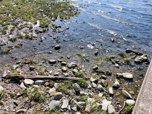 Caldo e mancanza d'acqua: il lago Maggiore sotto media ma non è ancora allarme siccità. Sotto osservazione anche il Ticino Caldo e mancanza d'acqua: il lago Maggiore sotto media ma non è ancora allarme siccità. Sotto osservazione anche il Ticino