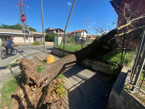L'albero caduto in via Monte Generoso