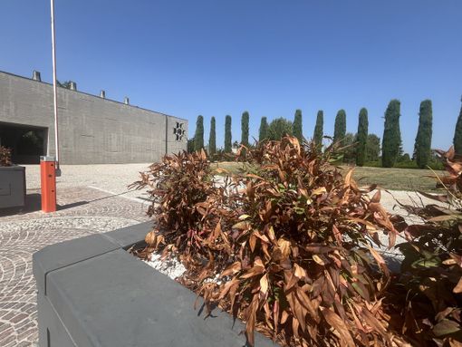 Pianta secca e telecamera in perenne attesa: il triste benvenuto al cimitero di Busto Pianta secca e telecamera in perenne attesa: il triste benvenuto al cimitero di Busto