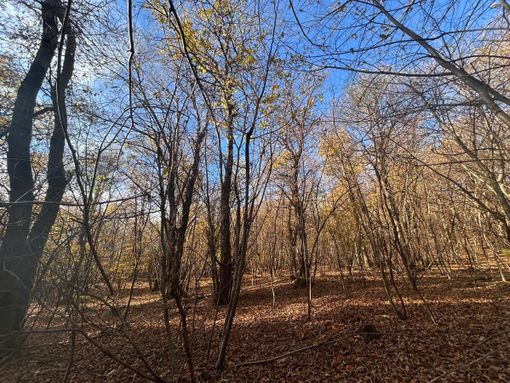 Iniziati a Comerio i primi lavori di pulizia del bosco del Parco Campo dei Fiori Iniziati a Comerio i primi lavori di pulizia del bosco del Parco Campo dei Fiori