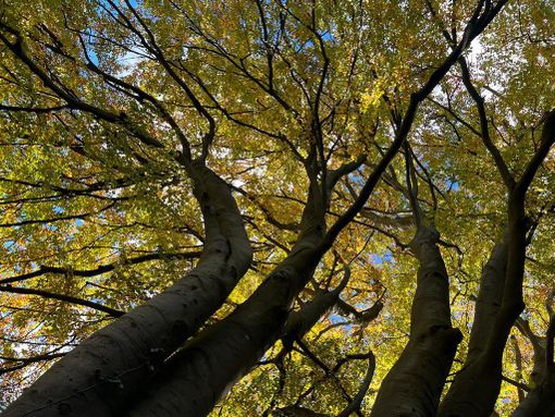 Oggi è la giornata nazionale degli alberi