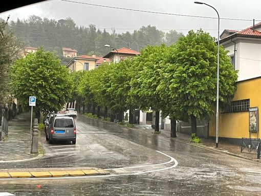 I tigli di via Cavallotti a Gavirate