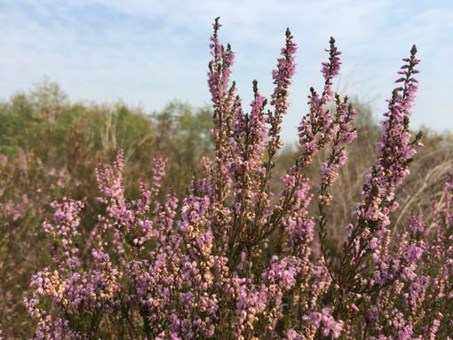 Malpensa. Il Comitato SalviAmo la Brughiera: «I sindaci ostacolano la tutela dell'ambiente» Malpensa. Il Comitato SalviAmo la Brughiera: «I sindaci ostacolano la tutela dell'ambiente»