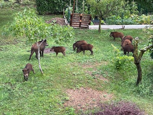 Foto da Facebook "Sei di Saltrio se" Foto da Facebook "Sei di Saltrio se"