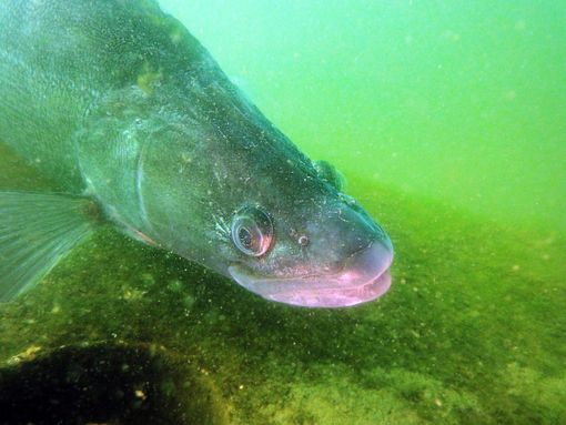 Sandra va incontro ai sommozzatori