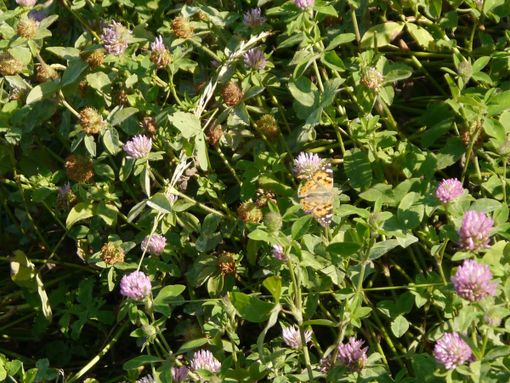 Foto realizzata da Studio F.A. Natura Foto realizzata da Studio F.A. Natura