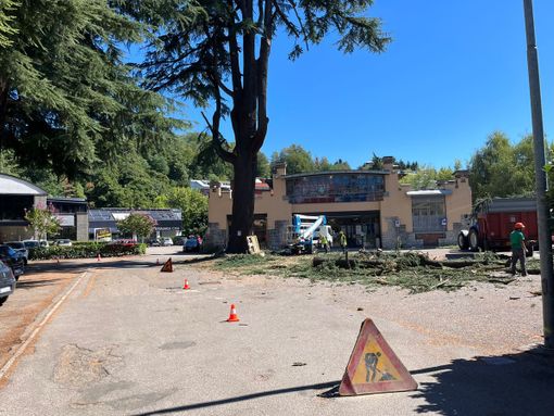 Cedro di viale Aguggiari addio: iniziate le operazioni di abbattimento Cedro di viale Aguggiari addio: iniziate le operazioni di abbattimento