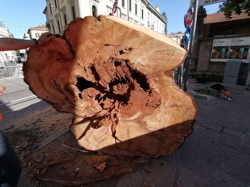 Zanzi: «Non ho assistito, per fortuna, alla rimozione del Piantone. Aveva margini di sicurezza ancora elevatissimi»