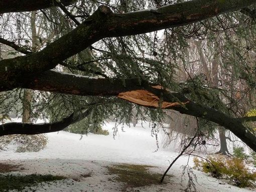 La neve ferisce i nostri alberi, Zanzi: «Tanti i danni alle piante per colpa dell'incuria»