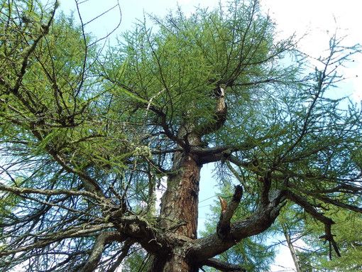 L'albero della vita: il significato profondo delle sue fronde L'albero della vita: il significato profondo delle sue fronde