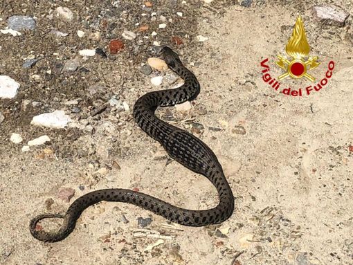 Biscia in giardino? Le guardie ecologiche spiegano cosa fare