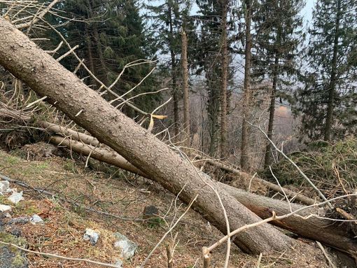 Campo dei Fiori, Cattaneo: «Stanziati 3,6 milioni per riforestare e per la tutela della biodiversità» Campo dei Fiori, Cattaneo: «Stanziati 3,6 milioni per riforestare e per la tutela della biodiversità»