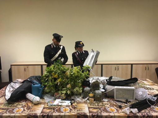 Coltiva marijuana in casa, nei guai giovane di Castellanza