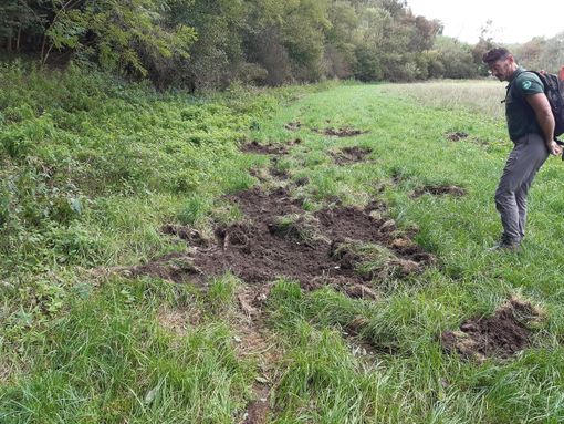 Cinghiali, Coldiretti: bene Regione su delega abbattimenti per agricoltori danneggiati Cinghiali, Coldiretti: bene Regione su delega abbattimenti per agricoltori danneggiati