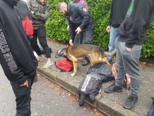 Cani anti droga in azione davanti alle scuole di Busto: due studenti trovati con la marijuana Cani anti droga in azione davanti alle scuole di Busto: due studenti trovati con la marijuana