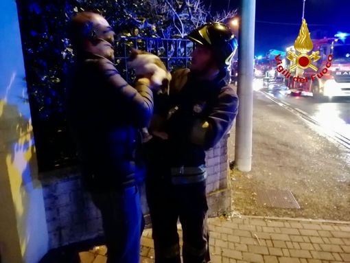 Il gatto salvato dai vigili del fuoco Il gatto salvato dai vigili del fuoco
