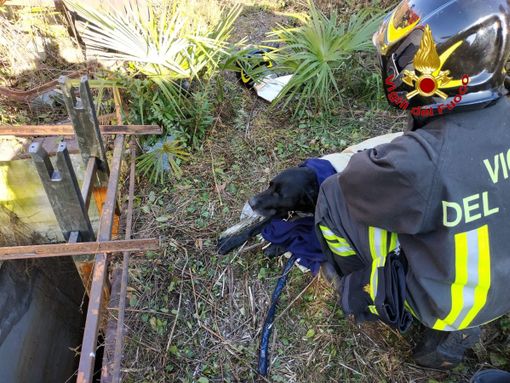 Cane cade in una vasca di acqua gelida: Thiago salvato dai vigili del fuoco