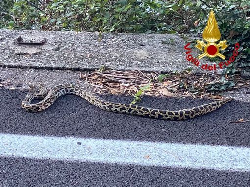 FOTO. Sulla statale 394 viaggia un... pitone. A Maccagno arrivano i vigili del fuoco