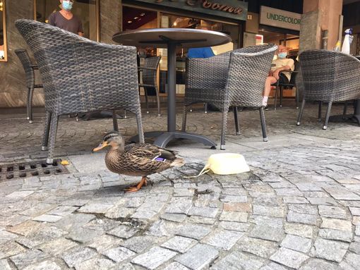 Un germano reale a spasso tra i locali di Sesto Calende