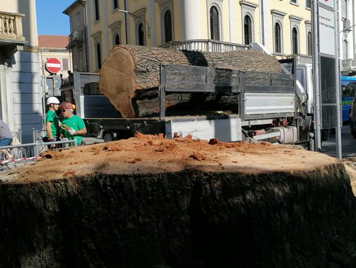 FOTO E VIDEO. Il Piantone adesso non c'è davvero più: restano 50 centimetri di legno in memoria della sua gloria FOTO E VIDEO. Il Piantone adesso non c'è davvero più: restano 50 centimetri di legno in memoria della sua gloria