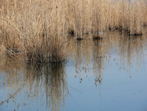 Nella foto di apertura e in quelle della gallery scattate da Mario Chiodetti la situazione di secca a Biandronno sul lago di Varese
