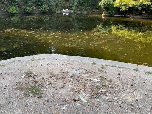 Angioy Viglio (Lega): «Il degrado al laghetto dei cigni ai Giardini è l'immagine di come è stata gestita Varese»