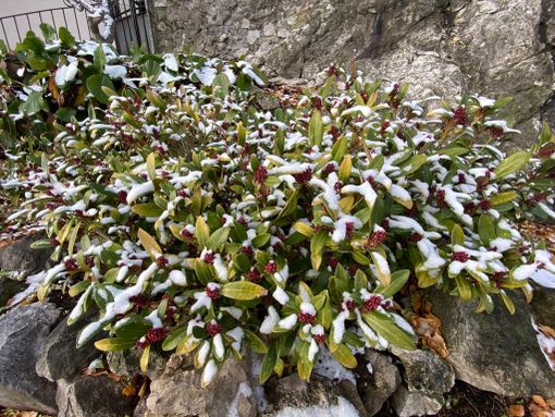 Le previsioni dell'Immacolata: venerdì pioggerella o nevischio, weekend con il sole