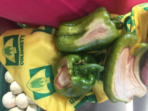 Il sole rovente “brucia” gli ortaggi: guardate come ha ridotto questi peperoni