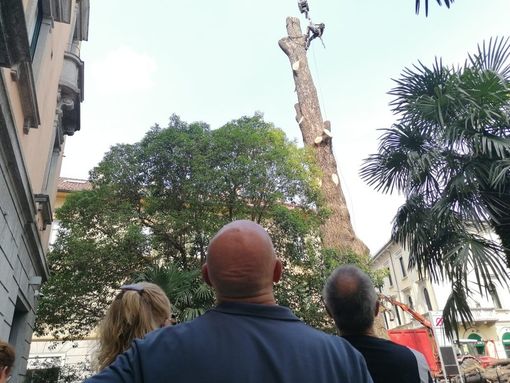 Piantone, lunedì sarà rimosso anche il fusto. Al suo posto un nuovo albero