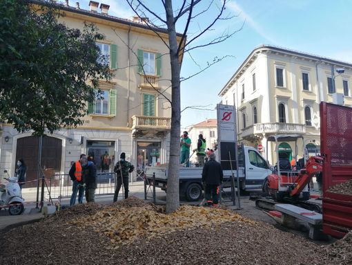 FOTO E VIDEO. C'è il nuovo Piantone: è un Ginkgo Biloba e rappresenta la rinascita FOTO E VIDEO. C'è il nuovo Piantone: è un Ginkgo Biloba e rappresenta la rinascita