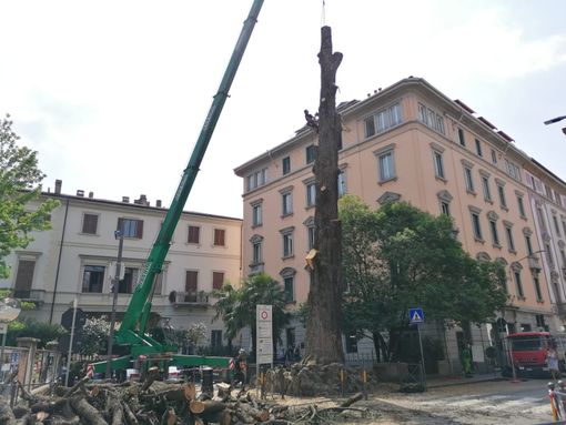 Varese, un Ginkgo Biloba al posto del Piantone e un nuovo arredo per via Del Cairo