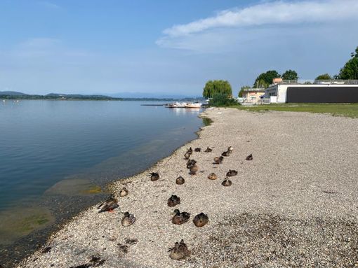 Il lido della Schiranna domani dovrebbe ospitare i primi bagni. Ma prima di revocare il divieto di balneazione, il sindaco Galimberti chiede chiarimenti alla Regione dopo i dubbi sollevati ieri dal presidente della commissione Sanità Emanuele Monti