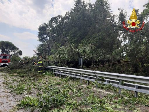 Uno dei tanti interventi dei vigili del fuoco per piante abbattute durante la violentissima ondata di maltempo di metà settimana