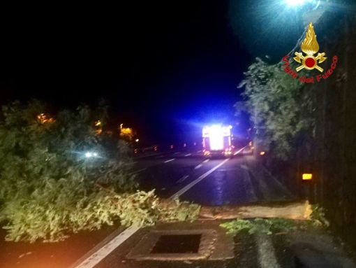 FOTO. Ancora vento forte: trenta interventi dei vigili del fuoco per piante cadute e allagamenti