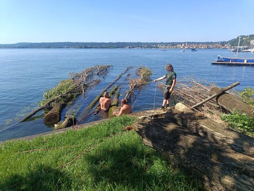 I lavori all'albero sradicato sul lungolago di Angera (foto dalla pagina Facebook del Comune)