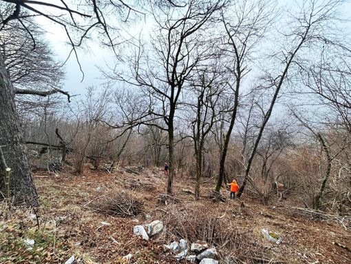 I cantieri forestali in corso sul versante sud del Campo dei Fiori a Luvinate