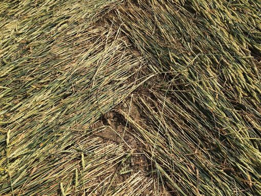 (foto d'archivio) (foto d'archivio)