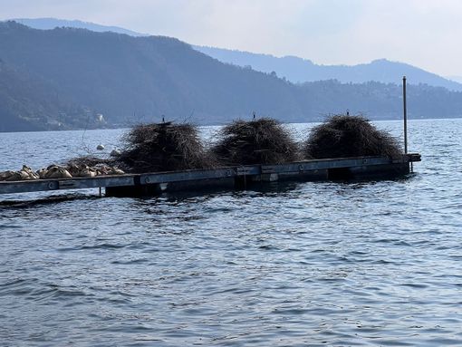 Le fascine che verranno posate domenica sul lago Maggiore per agevolare la riproduzione del pesce persico reale
