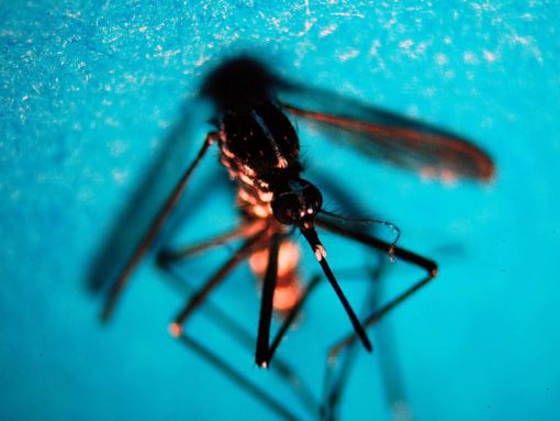 Due casi di West Nile in Lombardia: «La situazione è sotto controllo»
