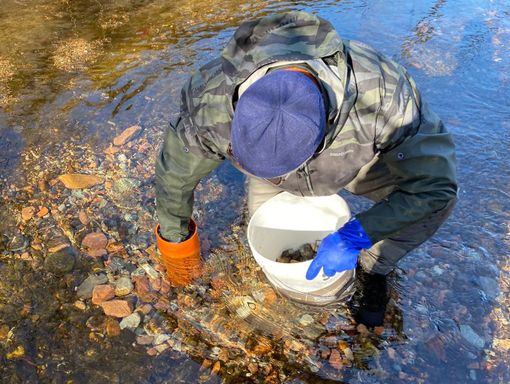 La posa dei nidi di trota artificiali dei volontari dell'associazione pescatori Alto Verbano