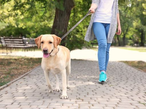 Linea dura contro i proprietari maleducati: Viggiù vieta ai cani l'ingresso nei parchi Linea dura contro i proprietari maleducati: Viggiù vieta ai cani l'ingresso nei parchi