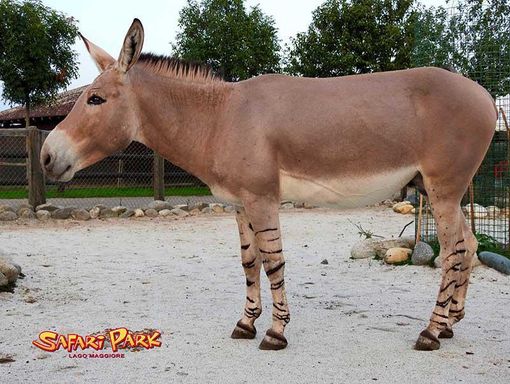 Il Safari Park del Lago Maggiore riapre in sicurezza e regala l'Africa Il Safari Park del Lago Maggiore riapre in sicurezza e regala l'Africa