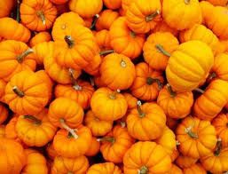 Coldiretti Varese: nel weekend zucche in agriturismo e all’AgriMercato Coldiretti Varese: nel weekend zucche in agriturismo e all’AgriMercato