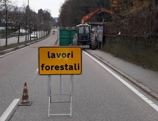 Viale Europa, ottanta alberi per mettere in sicurezza il terreno Viale Europa, ottanta alberi per mettere in sicurezza il terreno